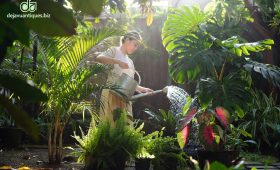 Cara Merawat Tanaman Hias Luar Ruangan