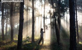 Manfaat Terapi Alam (Forest Bathing) untuk Mental